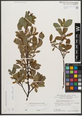 Foto von Salix waldsteiniana Willd.